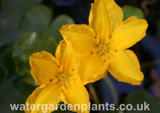 Nymphoides peltata (Villarsia nymphoides) - Fringed Waterlily, Floating Heart