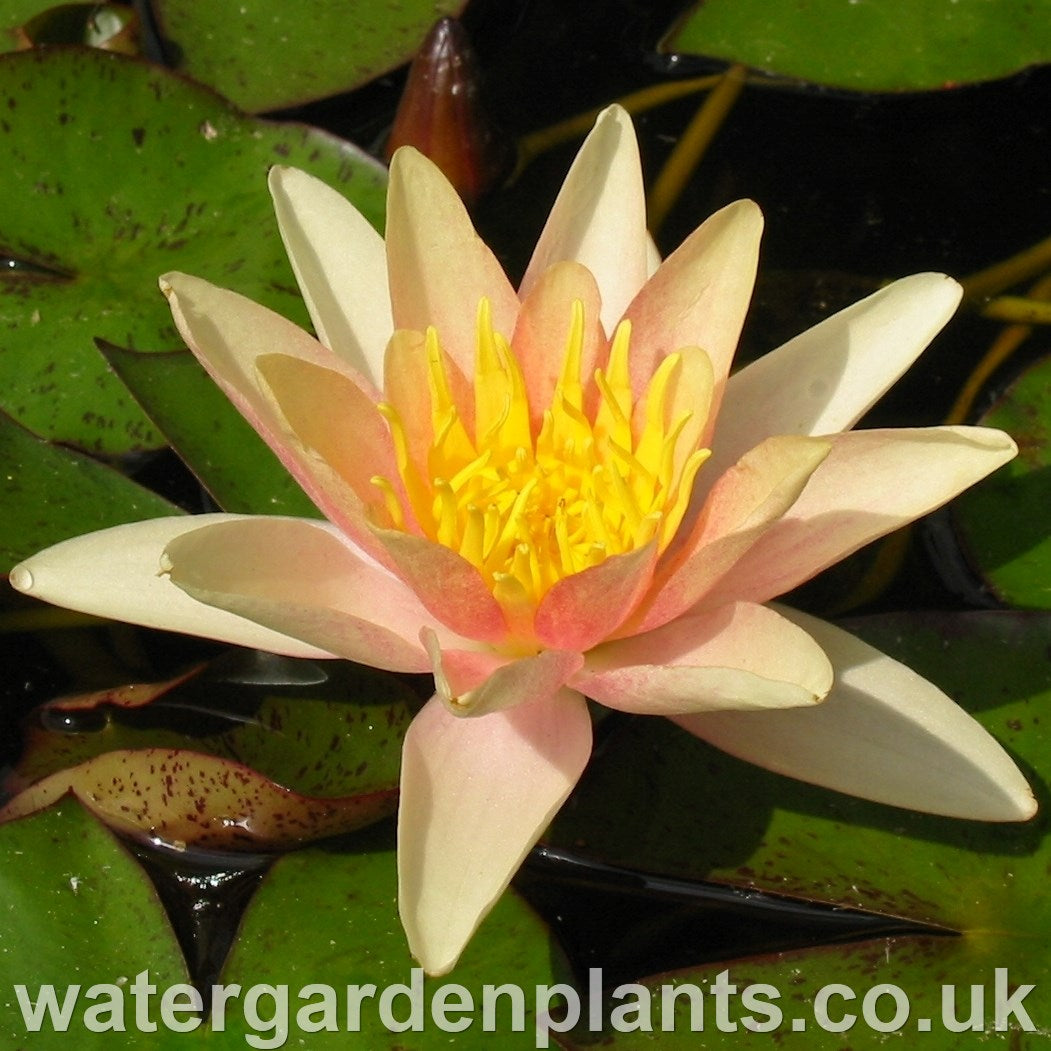 Waterlily Nymphaea 'Paul Hariot'