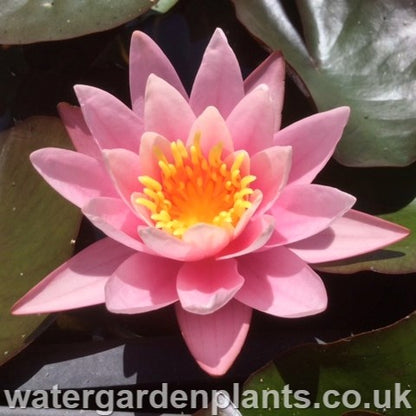 Waterlily Nymphaea 'Pink Sensation'