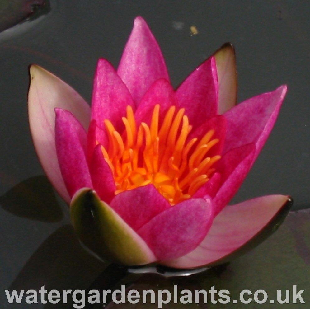 Waterlily Nymphaea 'Pygmaea Rubra' 