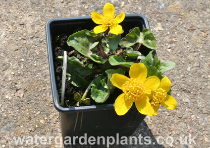 Caltha_palustris_var._radicans_Miniature_Marsh_Marigold