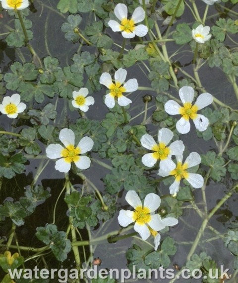 Ranunculus aquatilis - Water Crowfoot