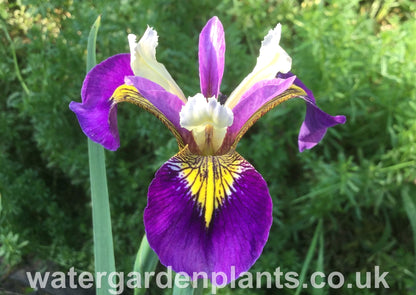 Iris 'Regal Surprise'