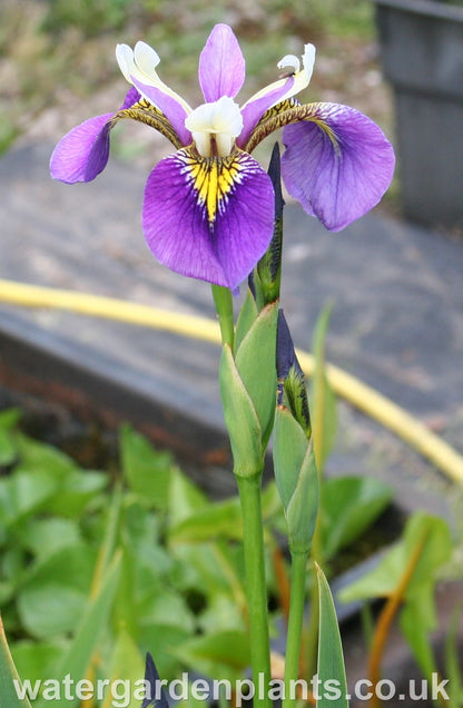 Iris 'Regal Surprise'