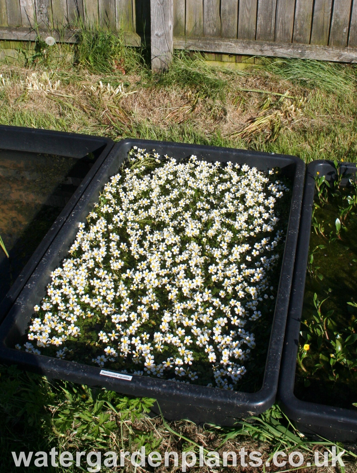 Ranunculus aquatilis - Water Crowfoot