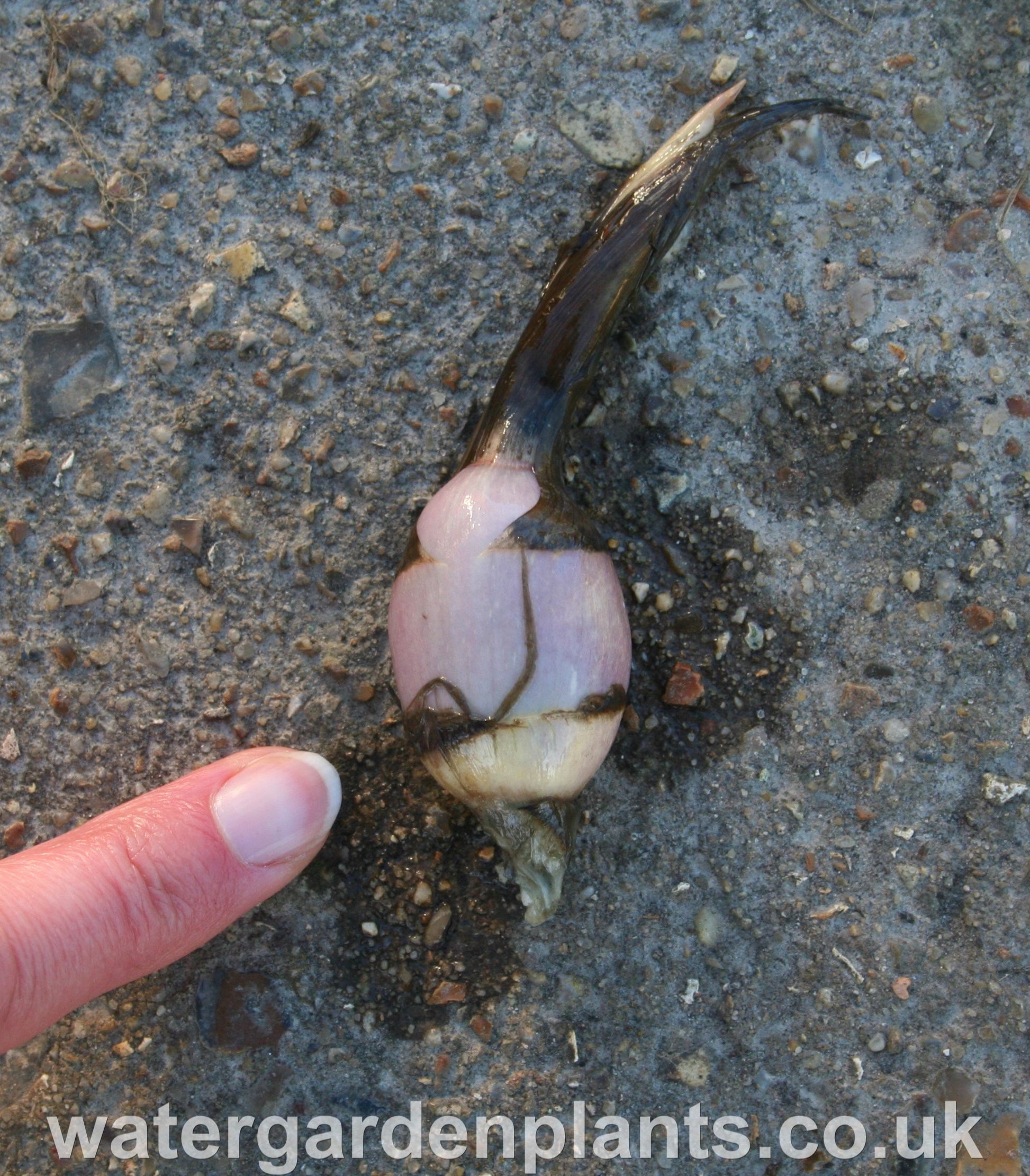 Sagittaria sagittifolia var. leucopetala 'Flore Pleno' - Double-Flowered Arrowhead, Double-Flowered Swamp Potato Tuber