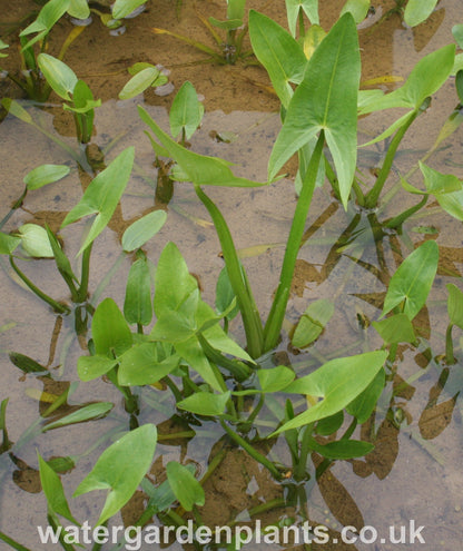 Sagittaria sagittifolia - Arrowhead, Swamp Potato