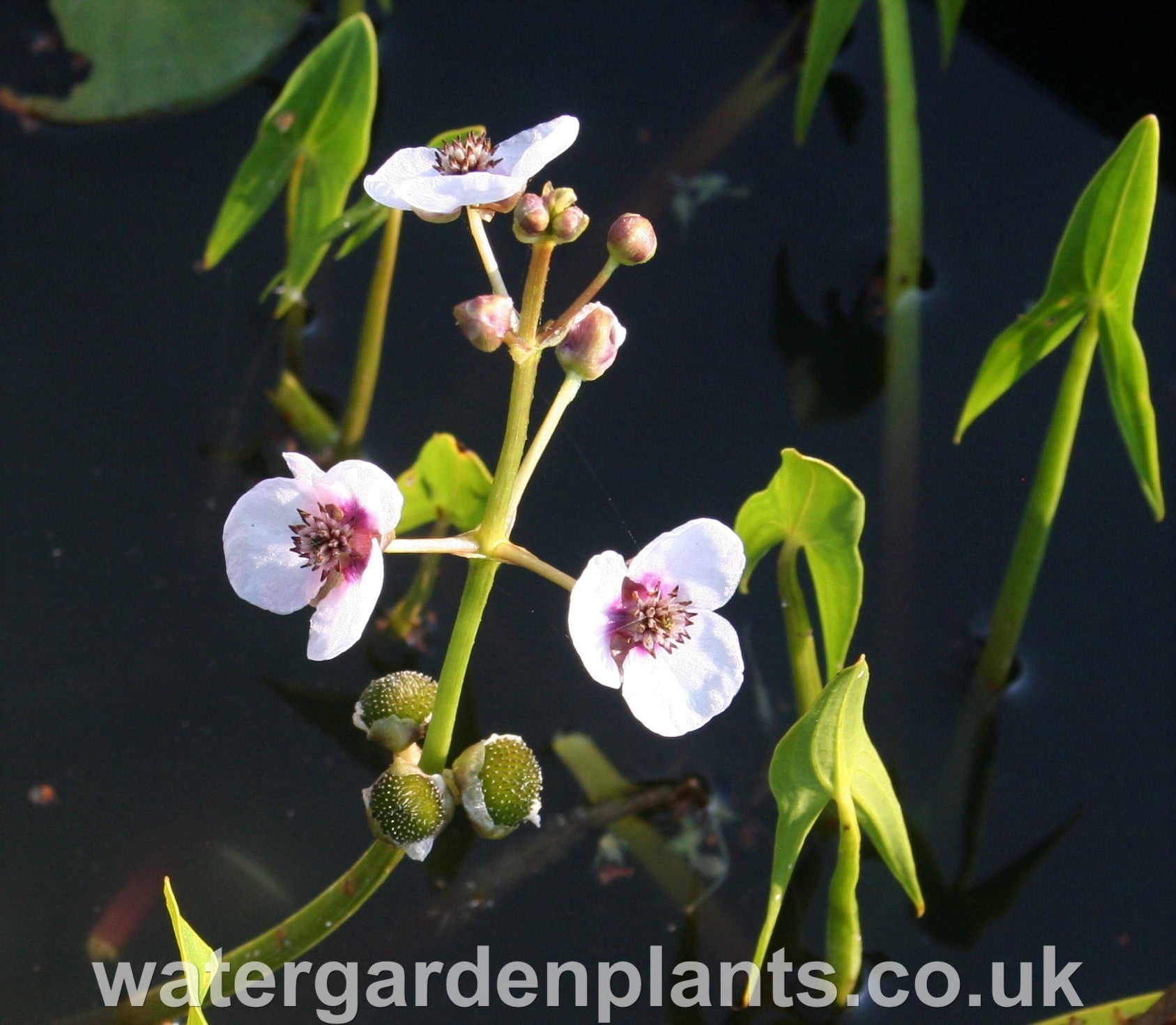 Sagittaria sagittifolia - Arrowhead, Swamp Potato