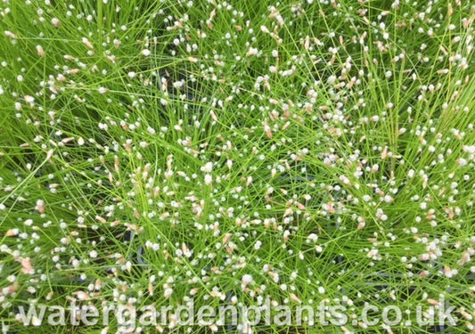 Scirpus_cernuus_Isolepis_cernua_Fibre_Optic_Plant