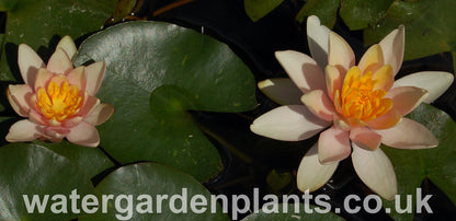 Waterlily Nymphaea 'Solfatare' 