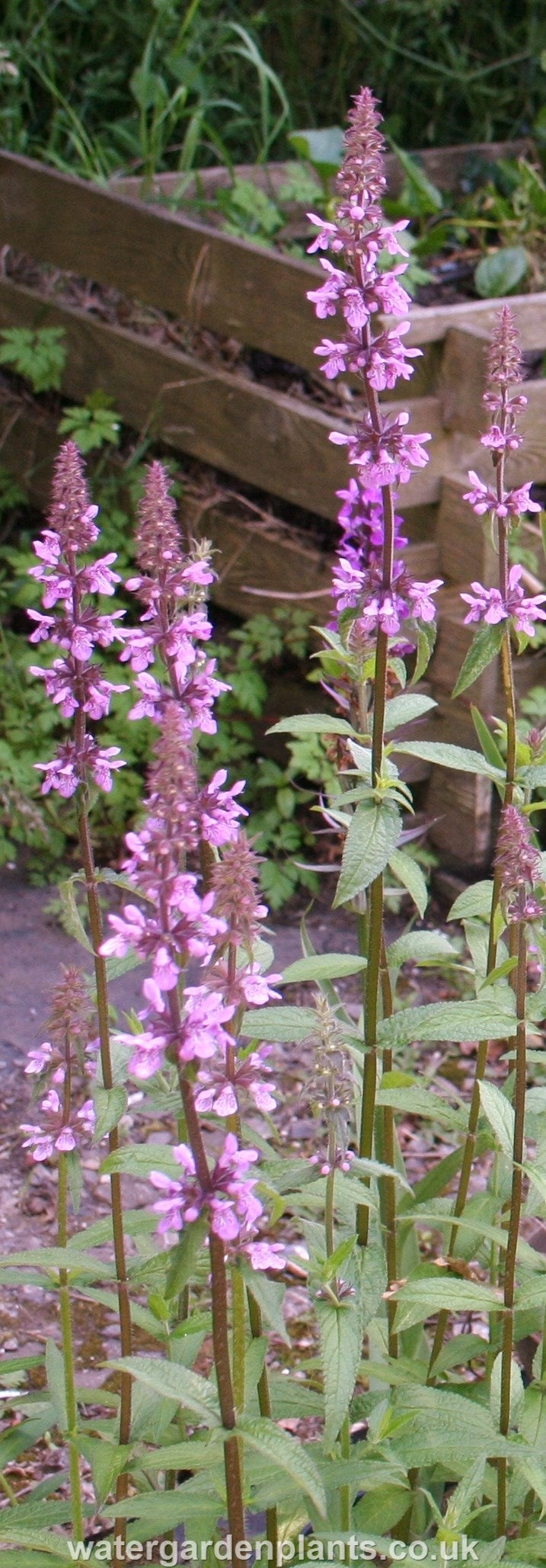 Stachys palustris - Marsh Woundwort