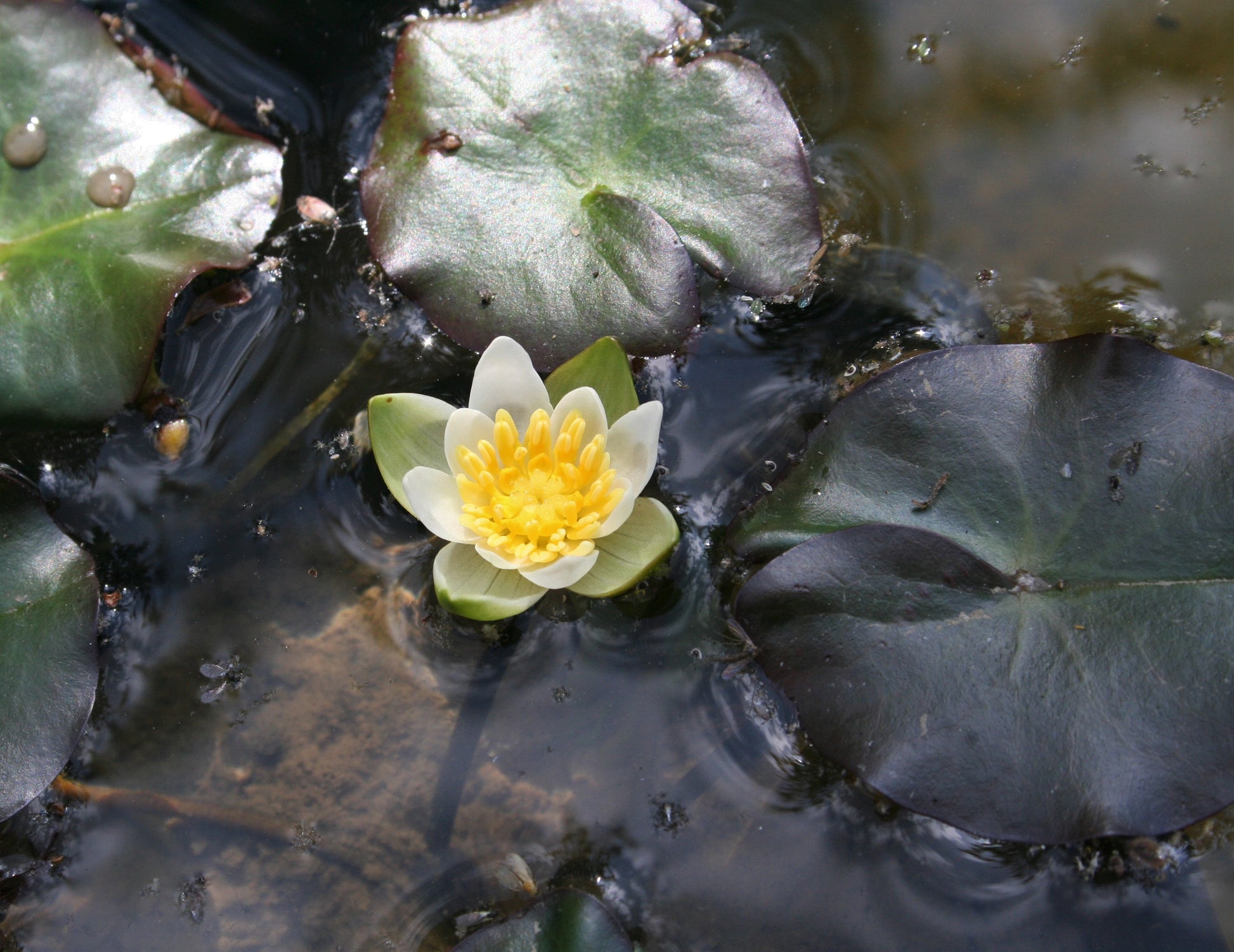 Waterlily Nymphaea tetragona (Nymphaea pygmaea 'Alba') - Pygmy Waterlily, Chinese Waterlily