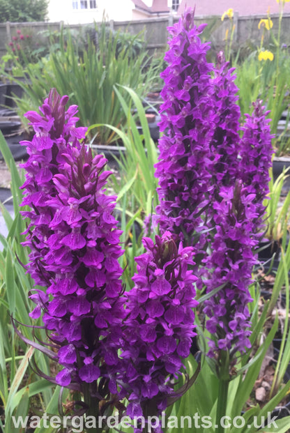 Dactylorhiza praetermissa - Southern Marsh Orchid, Purple Marsh Orchid