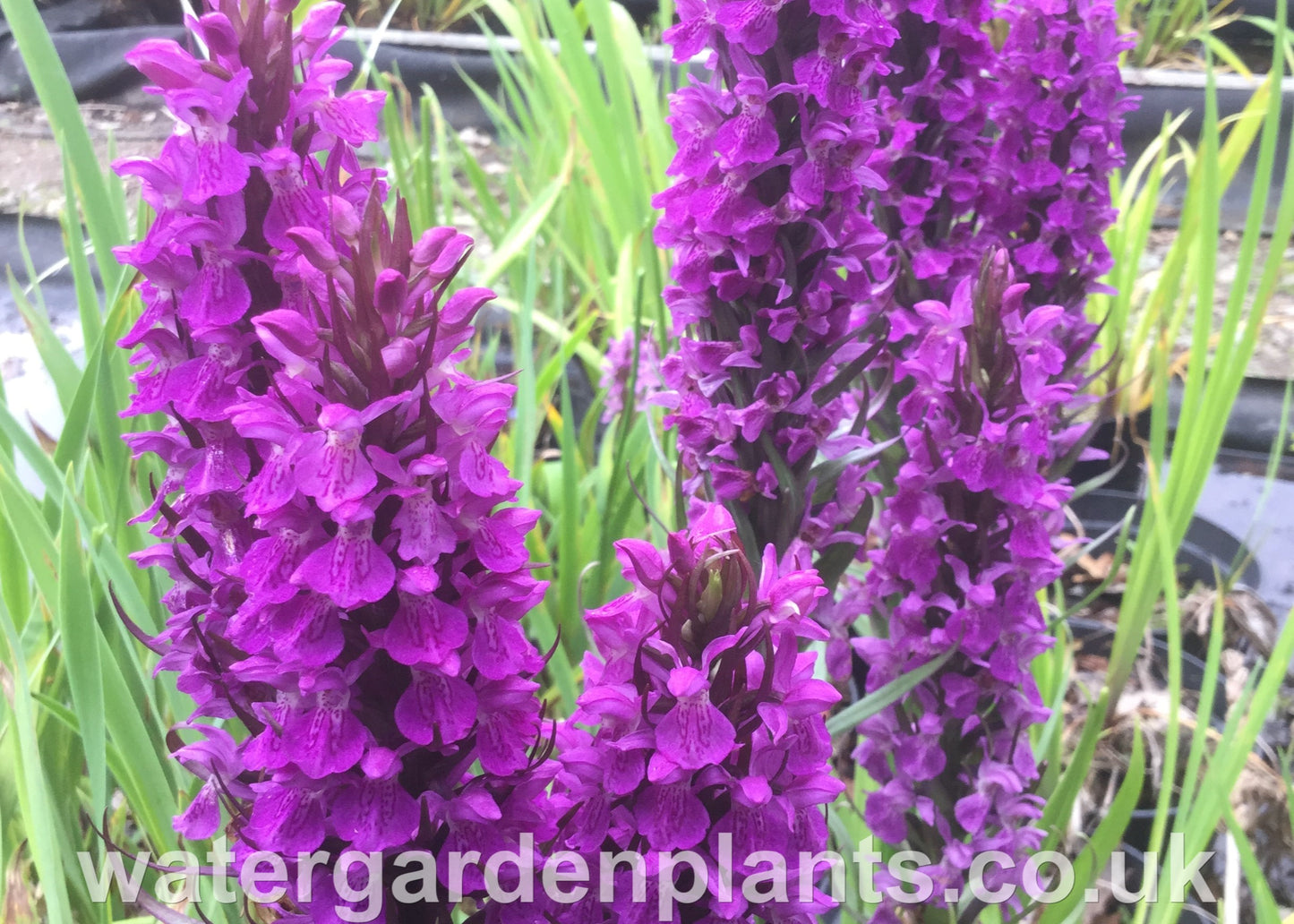 Dactylorhiza praetermissa - Southern Marsh Orchid, Purple Marsh Orchid