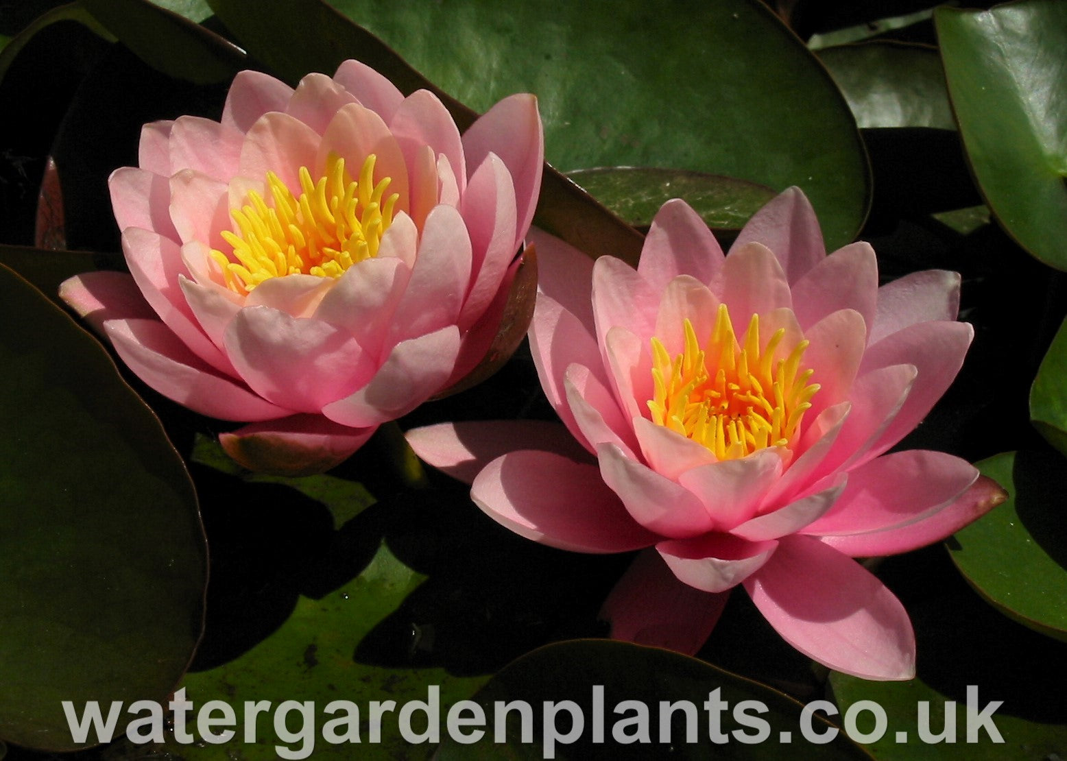 Waterlily Nymphaea 'Venusta'