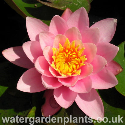 Waterlily Nymphaea 'Venusta'