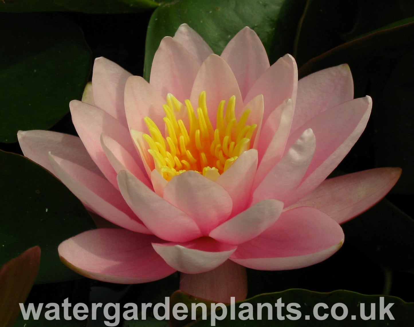 Waterlily Nymphaea 'Venusta'