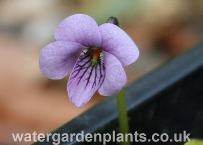 Viola palustris - Marsh Violet