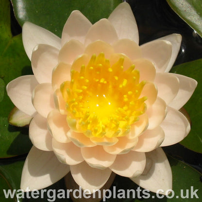 Waterlily Nymphaea 'Walter Pagels' 