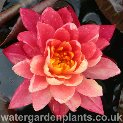 Waterlily Nymphaea 'Wanvisa'