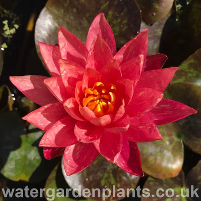 Waterlily Nymphaea 'Wanvisa'