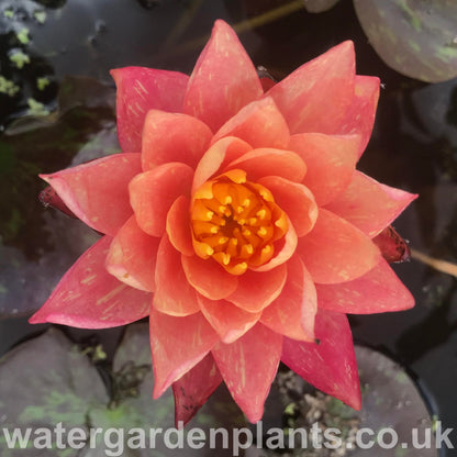 Waterlily Nymphaea 'Wanvisa'