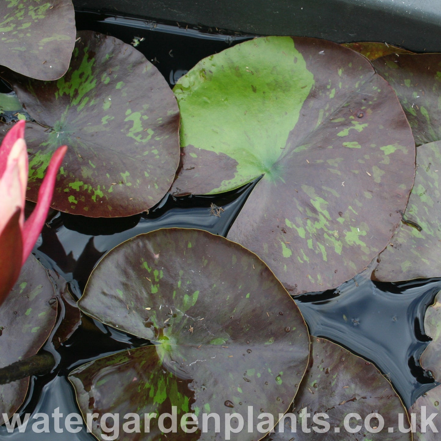 Nymphaea 'Wanvisa'