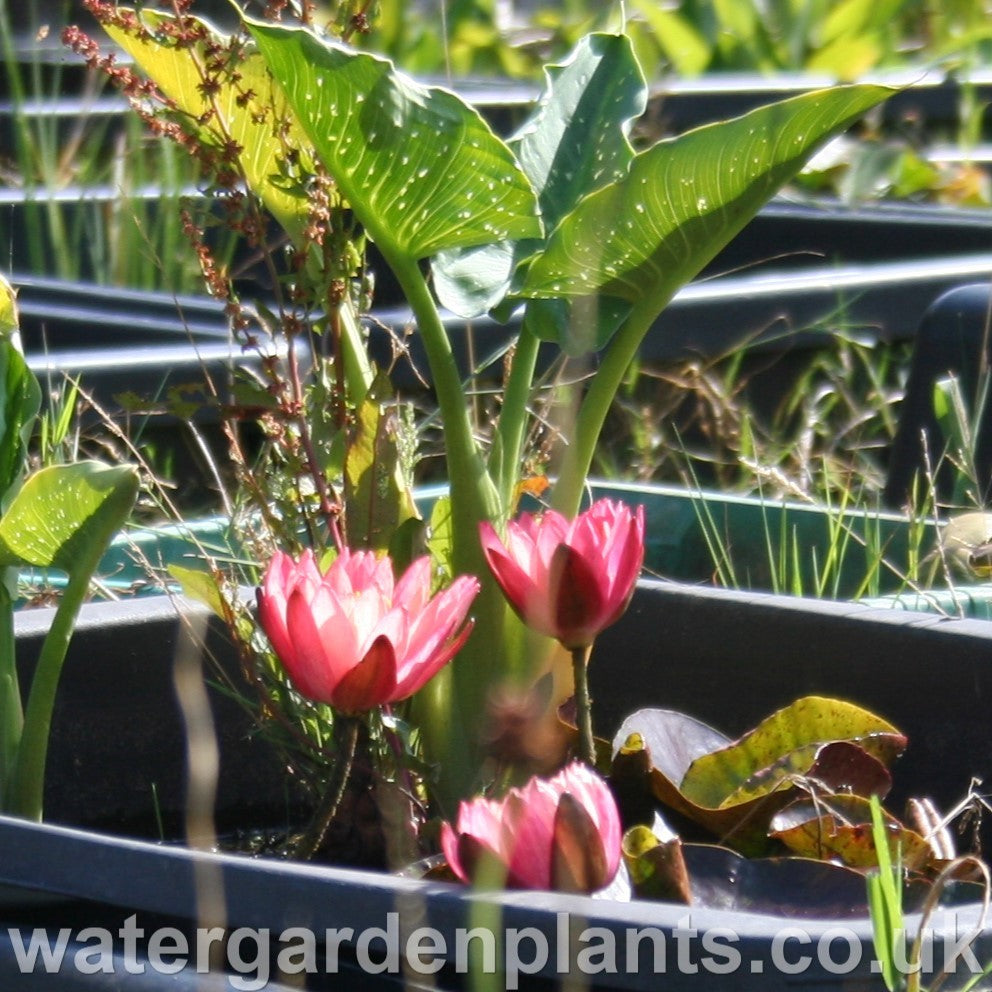 Waterlily Nymphaea 'Wanvisa'