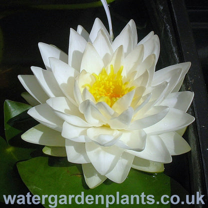 Waterlily Nymphaea 'Gonnère' (Snowball)