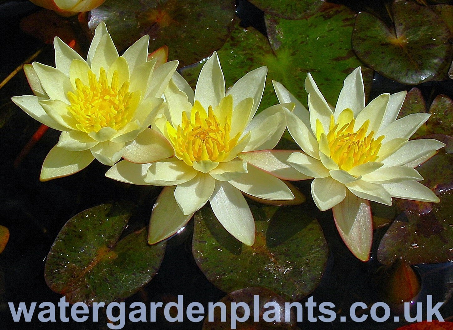 Waterlily Nymphaea 'Pygmaea Helvola'