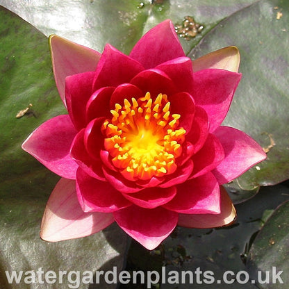 Waterlily Nymphaea 'Andreana'