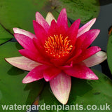 Waterlily Nymphaea 'Escarboucle'