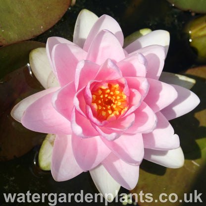 Waterlily Nymphaea 'Madame Wilfron Gonnère'