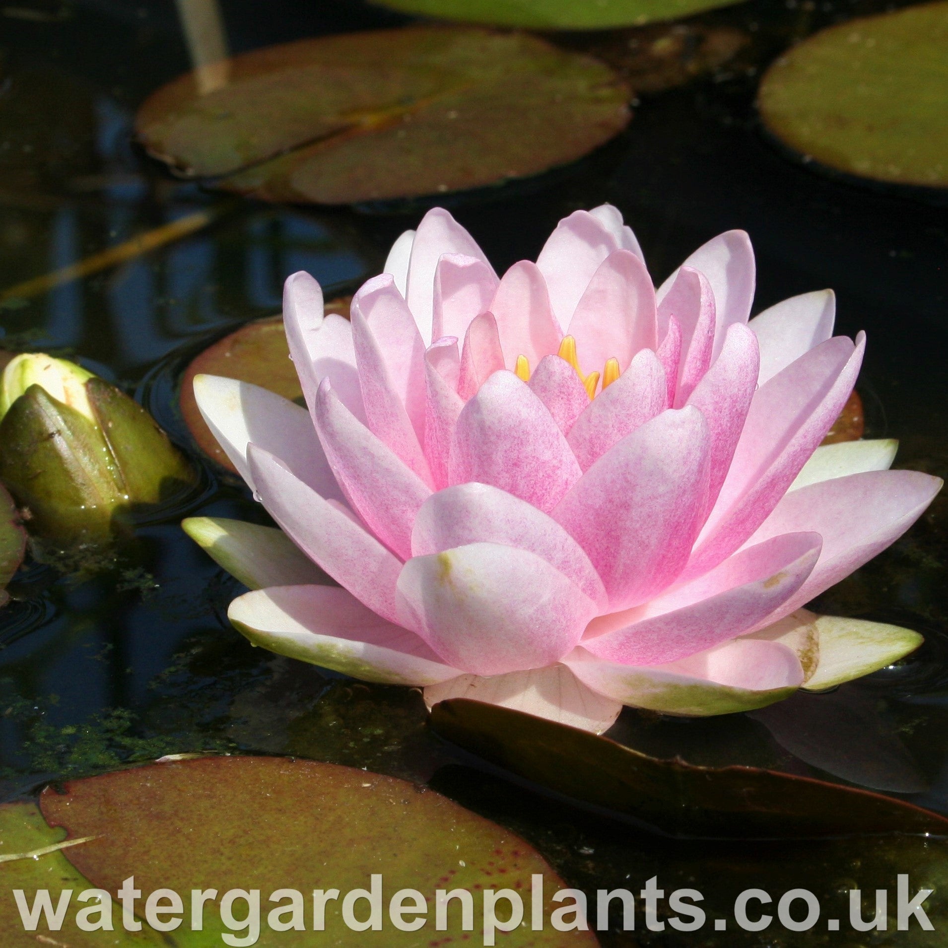 Waterlily Nymphaea 'Madame Wilfron Gonnère'