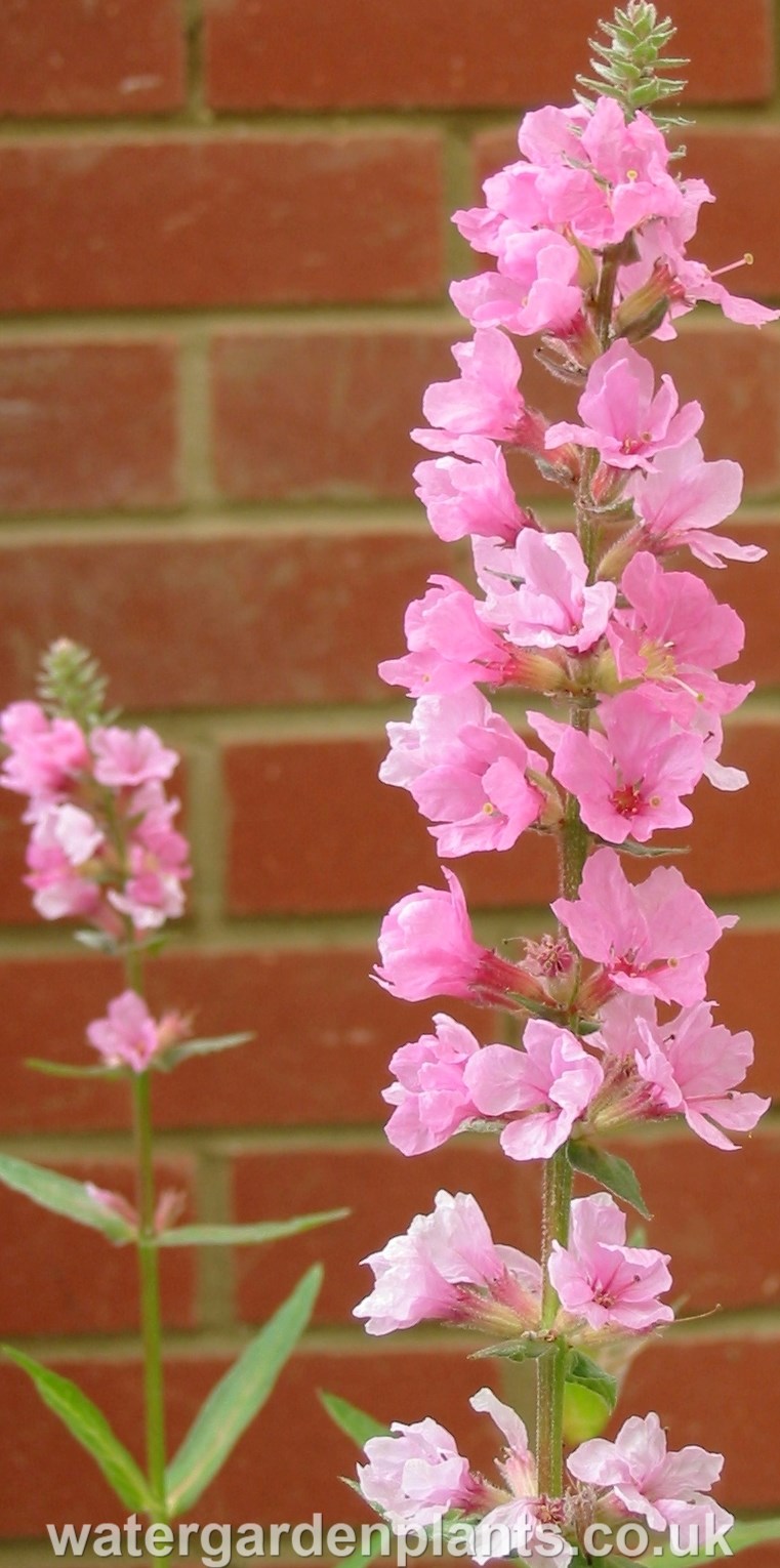 Lythrum salicaria 'Blush' - Purple Loosestrife: Pale Pink Form