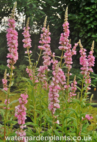 Lythrum salicaria 'Blush' - Purple Loosestrife: Pale Pink Form