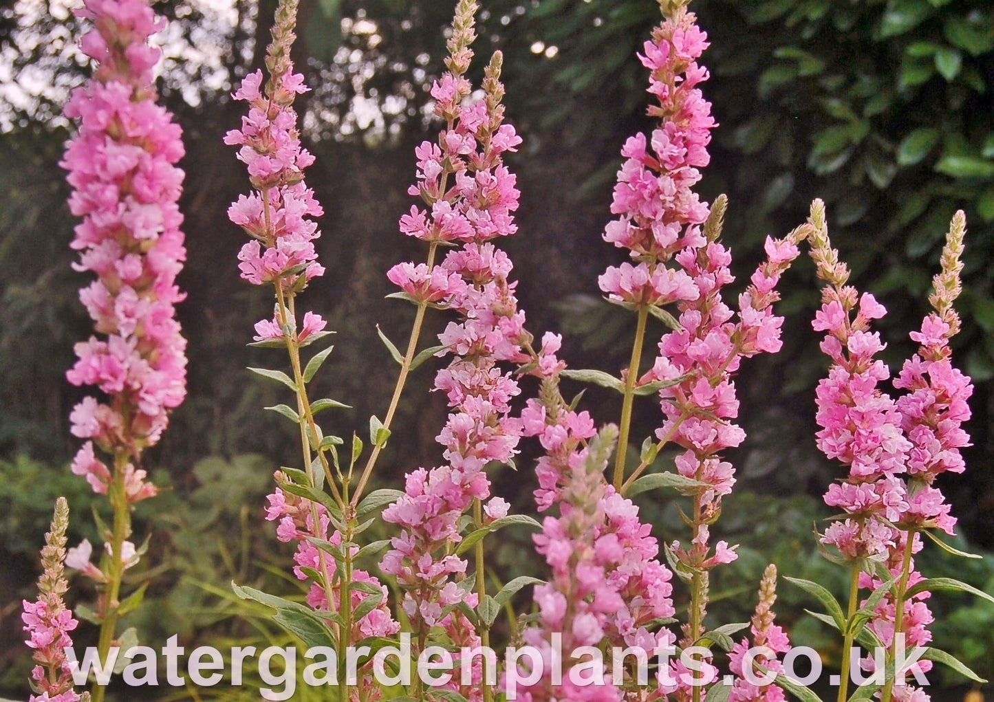 Lythrum salicaria 'Blush' - Purple Loosestrife: Pale Pink Form