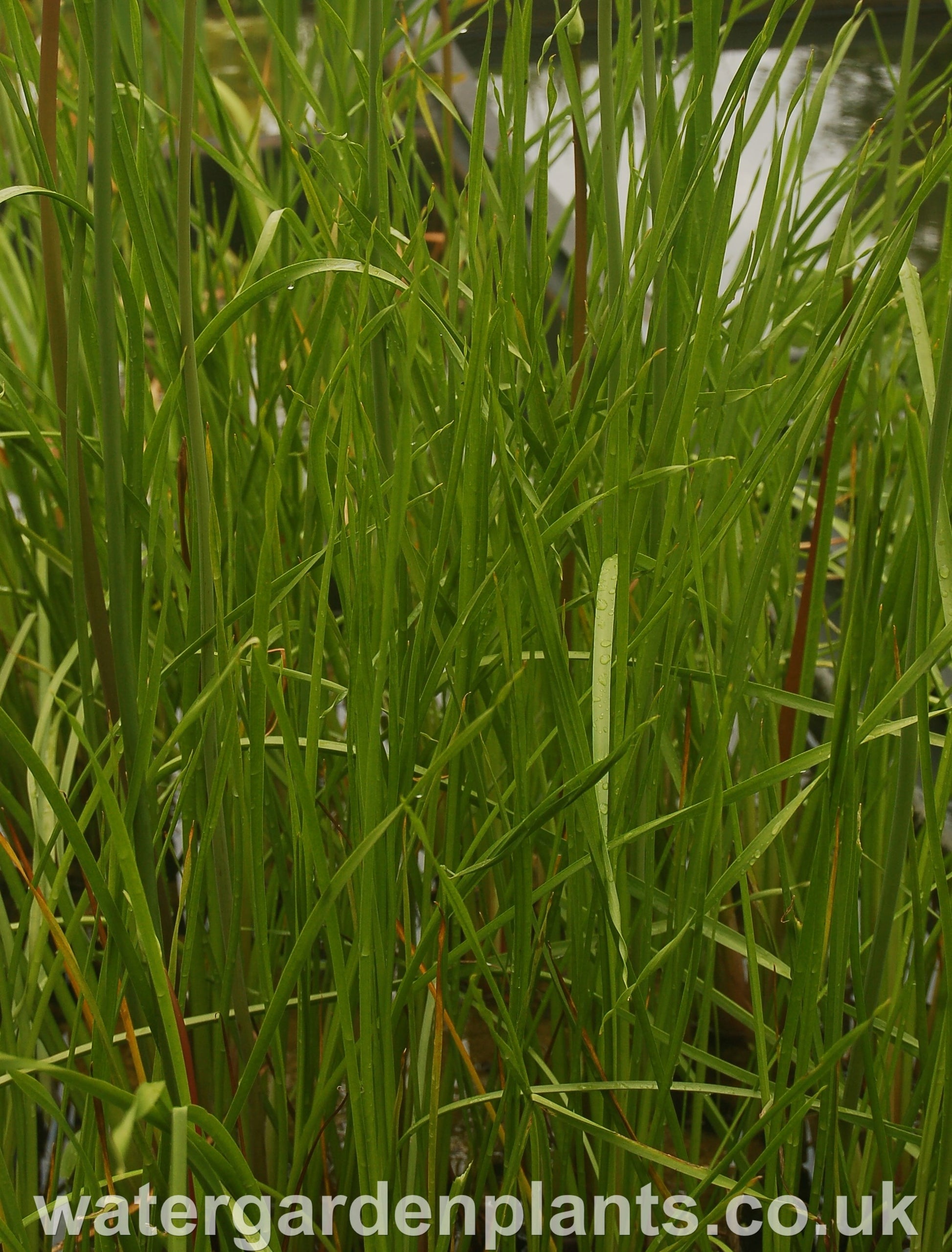 Butomus_umbellatus_Flowering_Rush_Schneeweibschen_White_Form