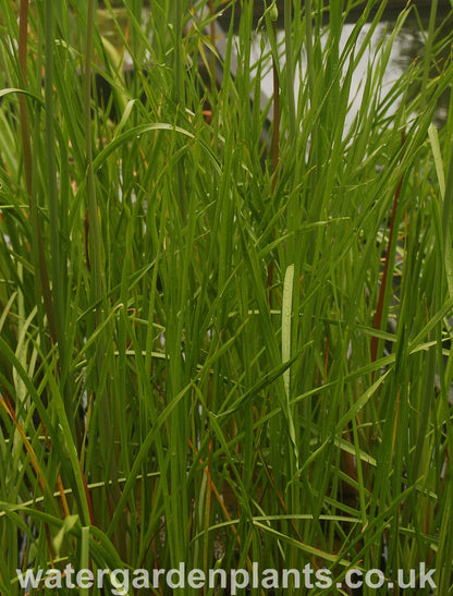 Butomus_umbellatus_Flowering_Rush_Schneeweibschen_White_Form