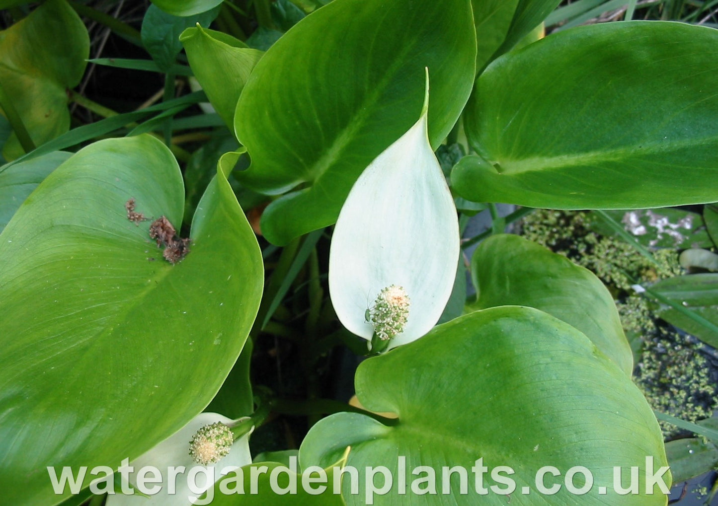 Calla_palustris_Water_Arum_or_Bog_Arum