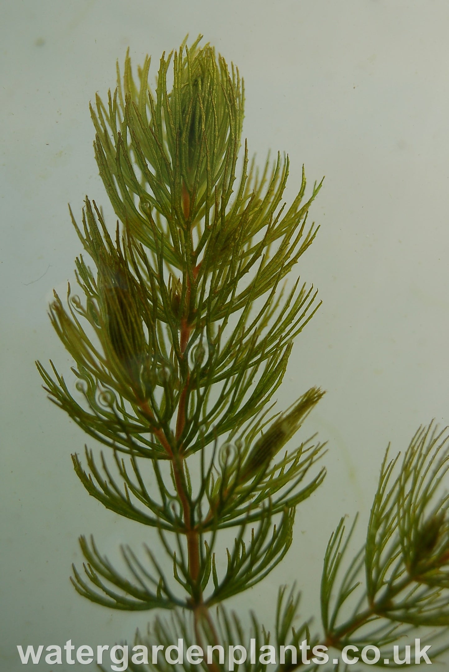 Ceratophyllum_Hornwort