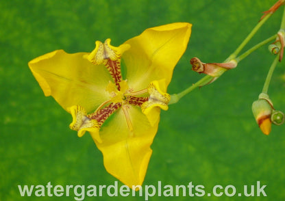 Cypella aquatilis Water Orchid or Water Tulip