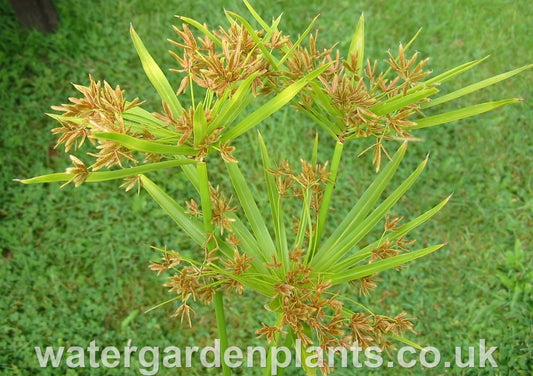 Cyperus involucratus (alternifolia) Umbrella Grass