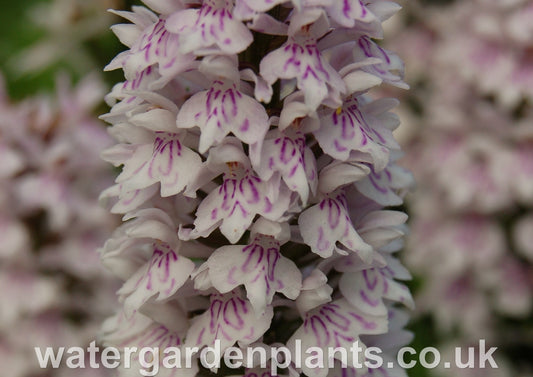 Dactylorhiza_fuchsii_Marsh_Orchid_or_Common_Spotted_Orchid