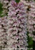 Dactylorhiza_fuchsii_Marsh_Orchid_or_Common_Spotted_Orchid