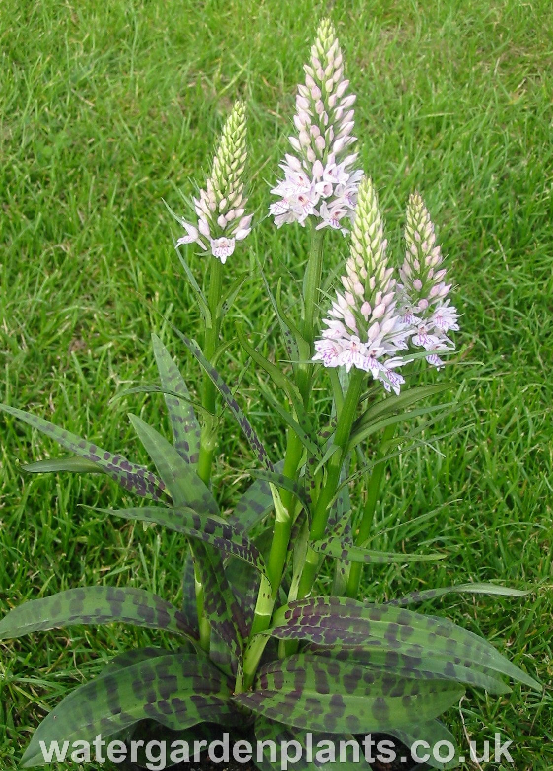 Dactylorhiza_fuchsii_Marsh_Orchid_or_Common_Spotted_Orchid