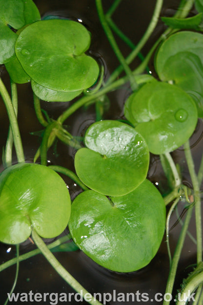 Hydrocharis_morsus-ranae_Frogbit