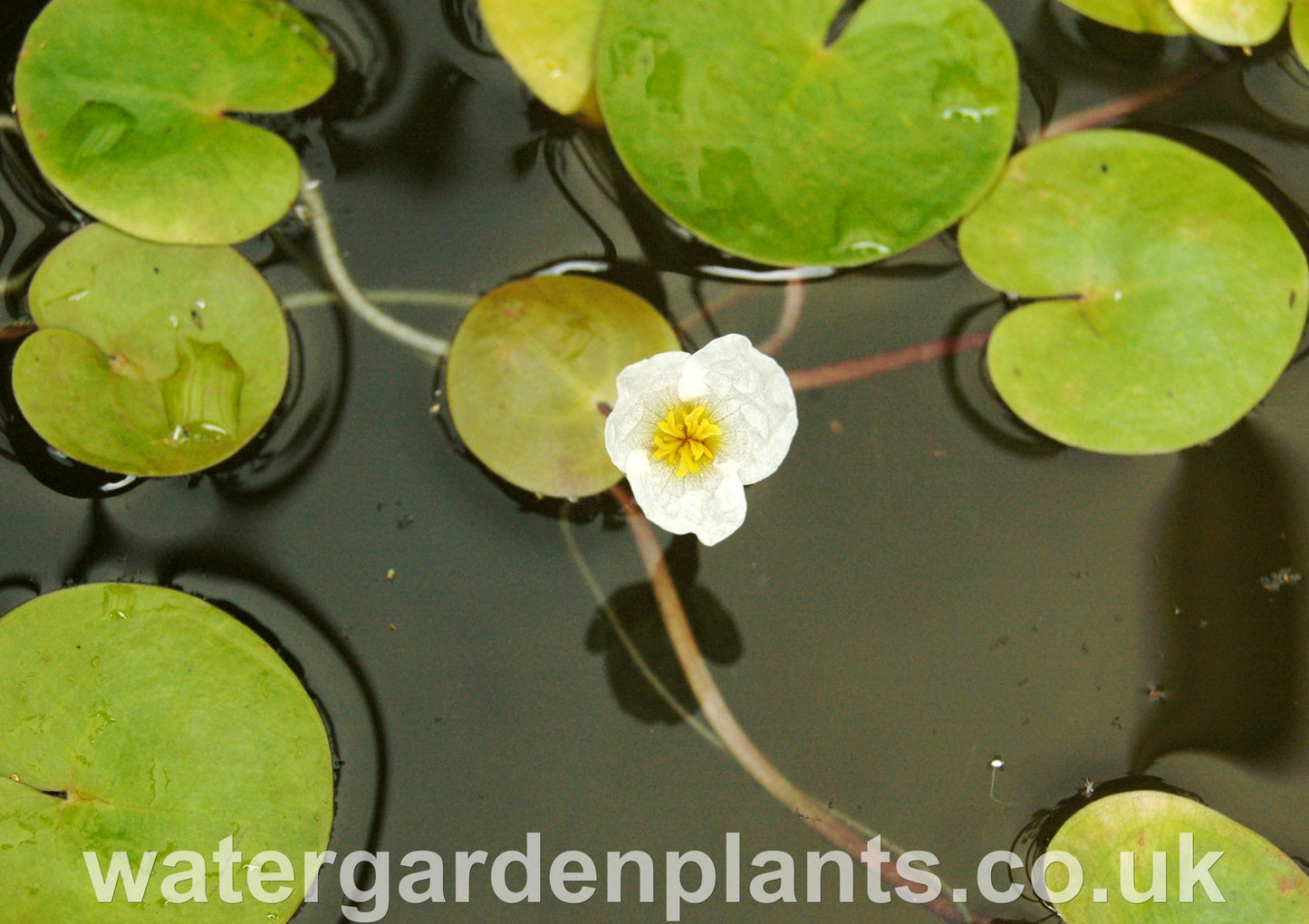 Hydrocharis_morsus-ranae_Frogbit