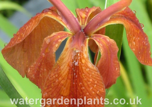 Iris_fulva_American Copper_Iris