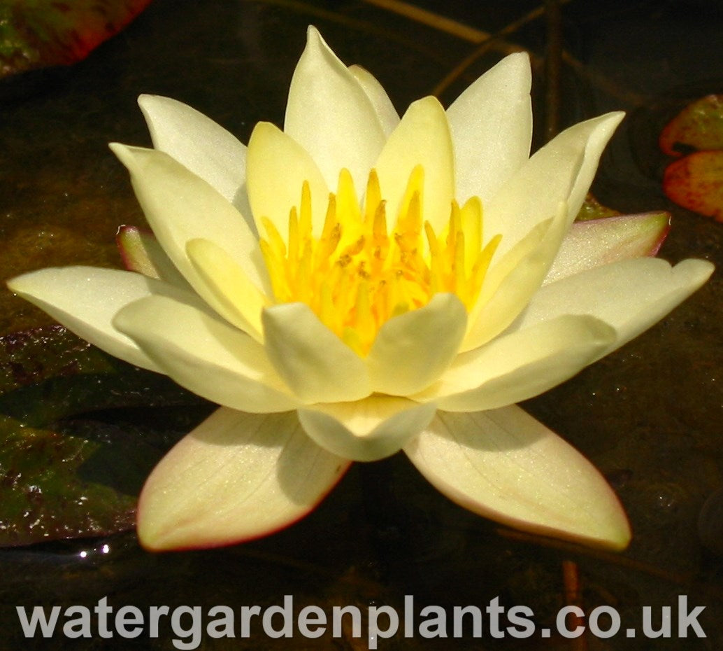 Waterlily Nymphaea 'Pygmaea Helvola'